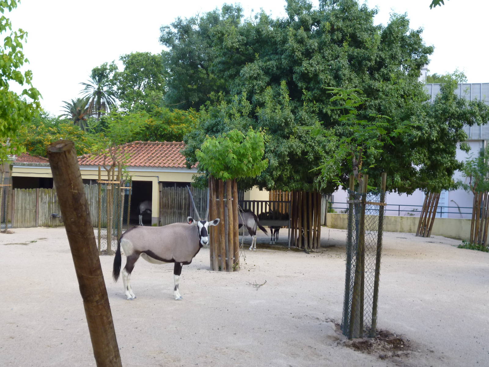 Lisbon Zoo 2011