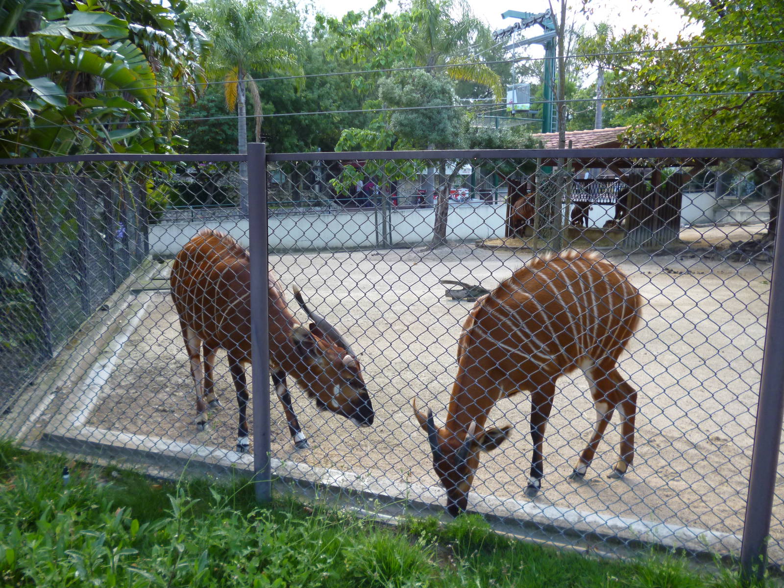 Lisbon Zoo 2011