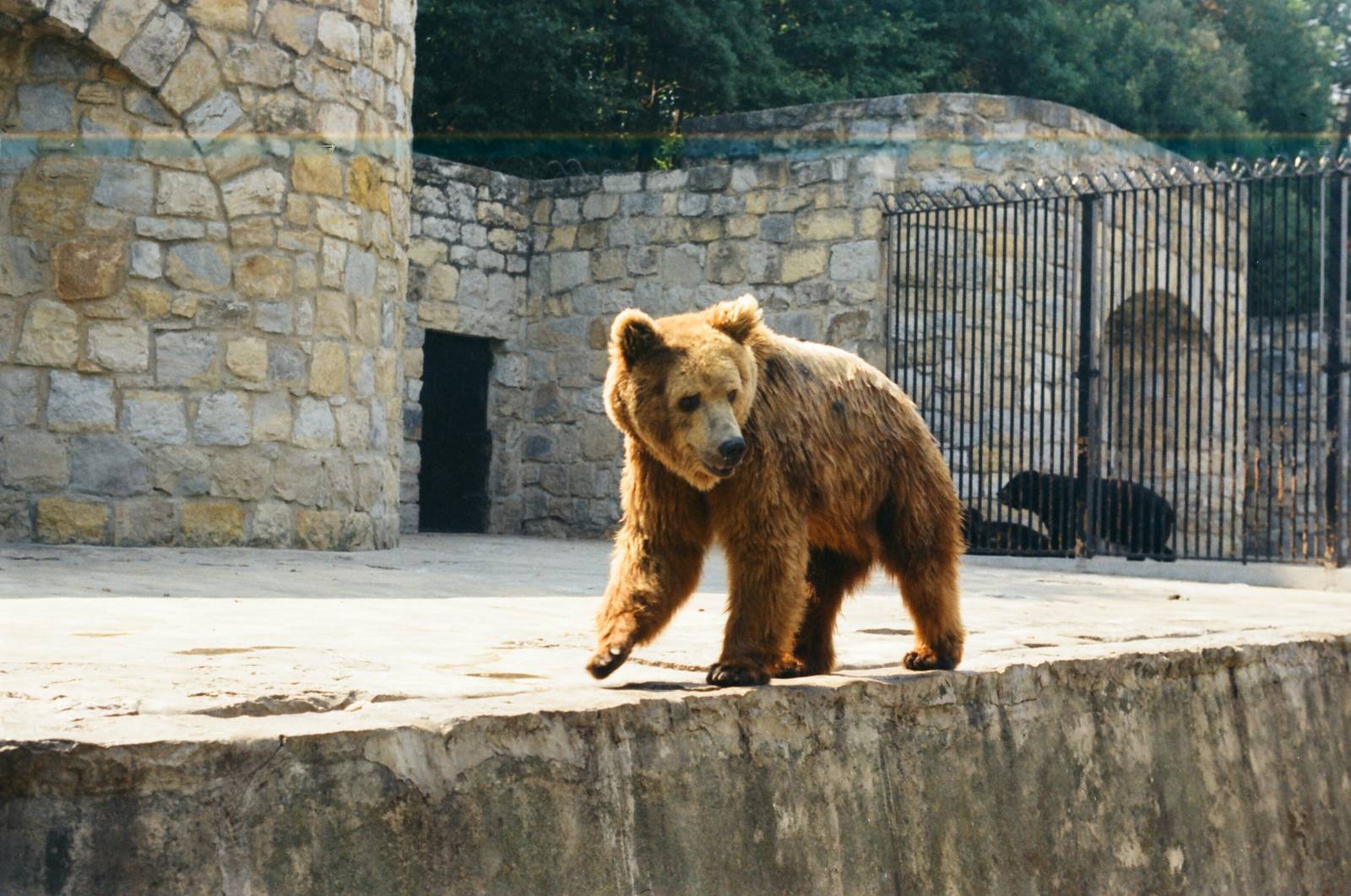 Lisbon Zoo Circa 1978 - Brown Bear