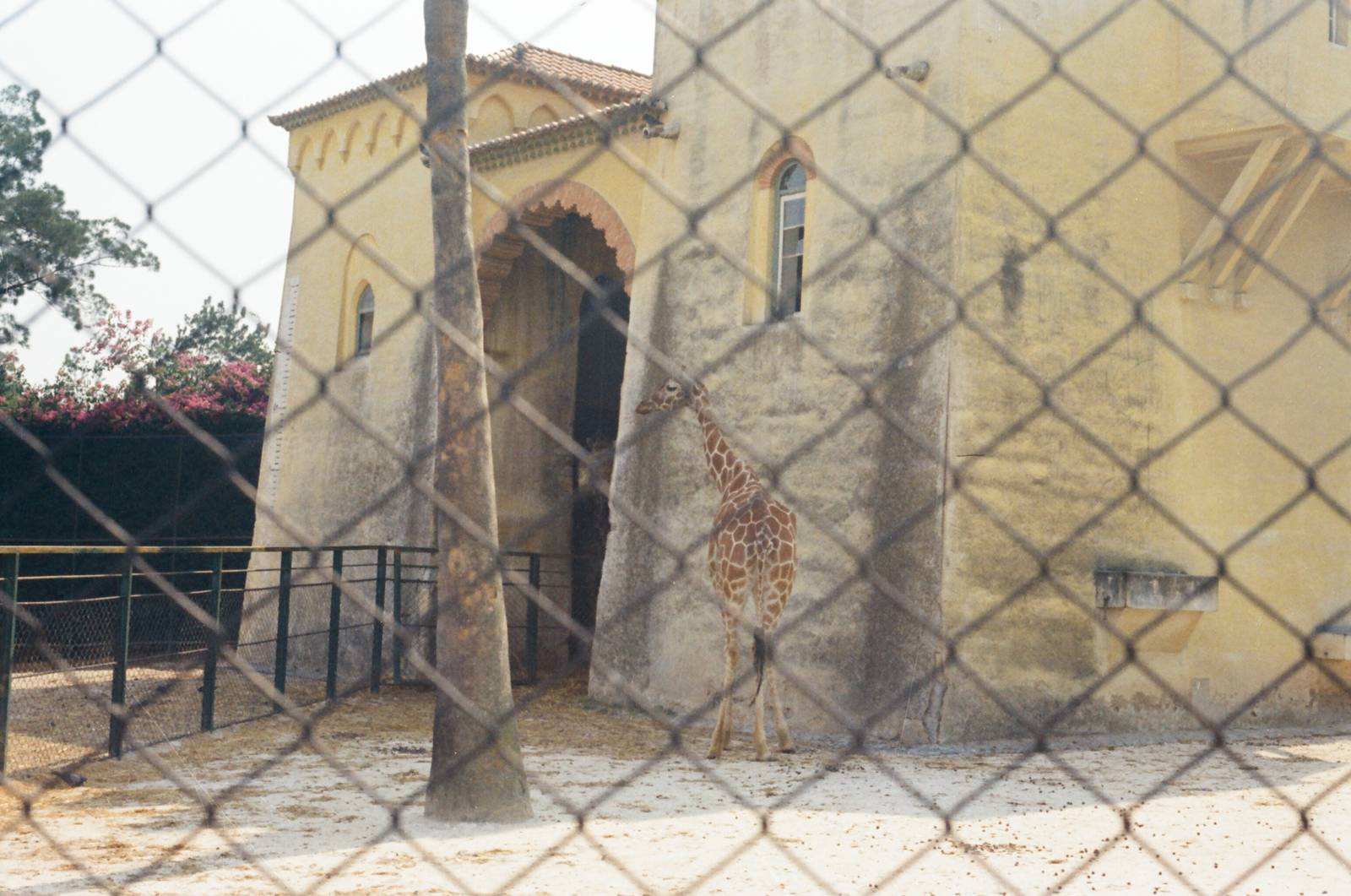 Lisbon Zoo Circa 1978 - Giraffe enclosure
