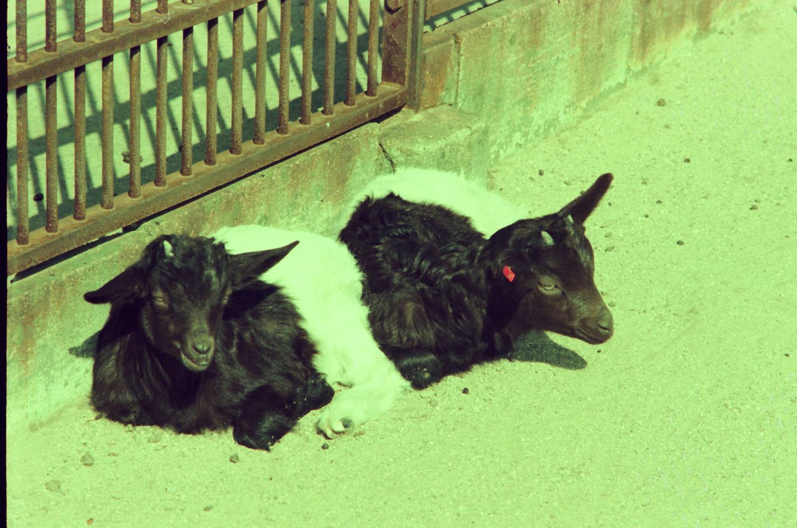 Lisbon Zoo Circa 1978 - Goat kids