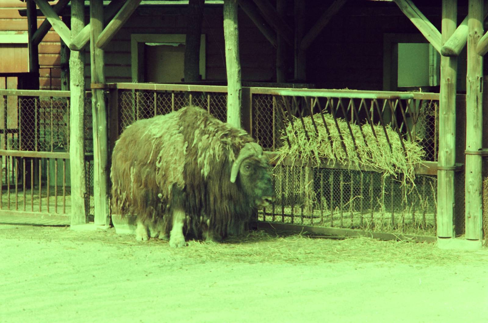 Lisbon Zoo Circa 1978 - Muskox