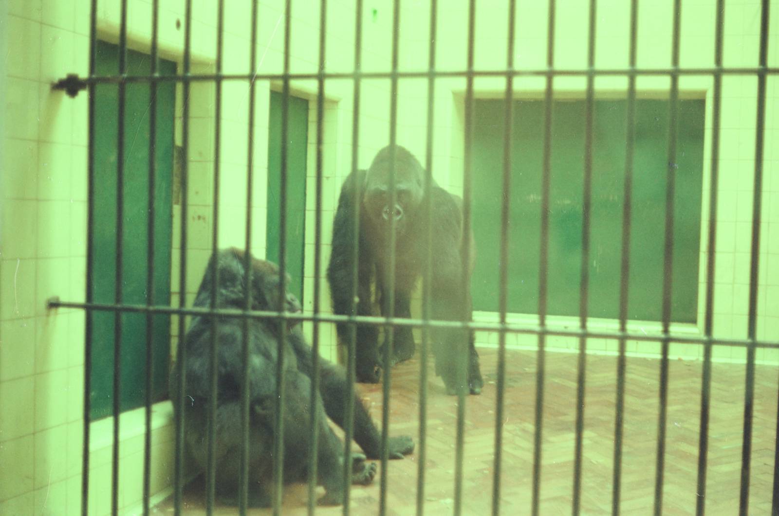 Lisbon Zoo Circa 1978 - Old Ape House