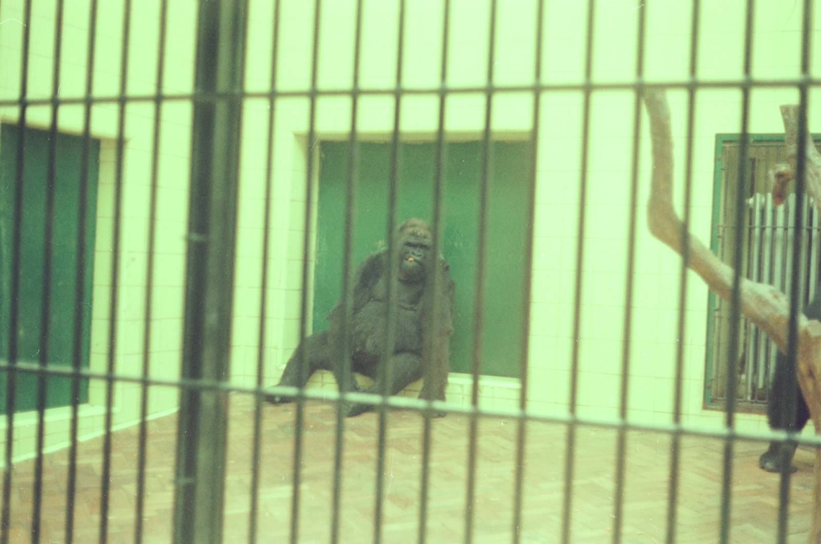 Lisbon Zoo Circa 1978 - Old Ape House