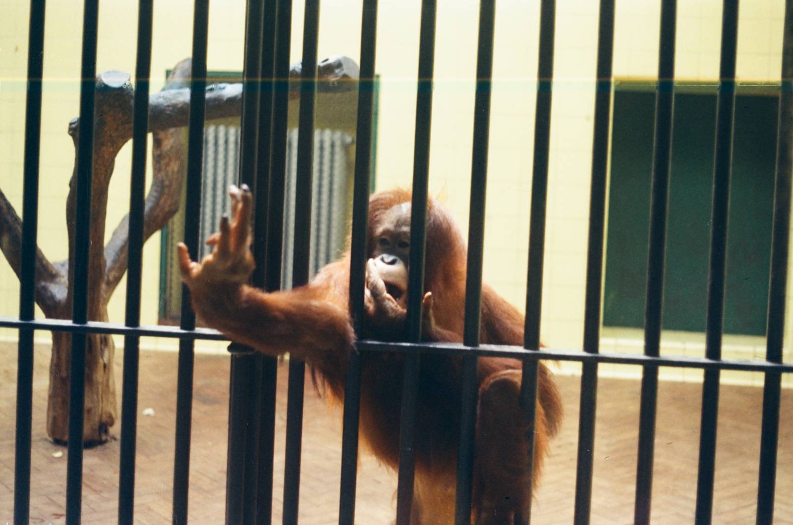 Lisbon Zoo Circa 1978 - Old Ape House