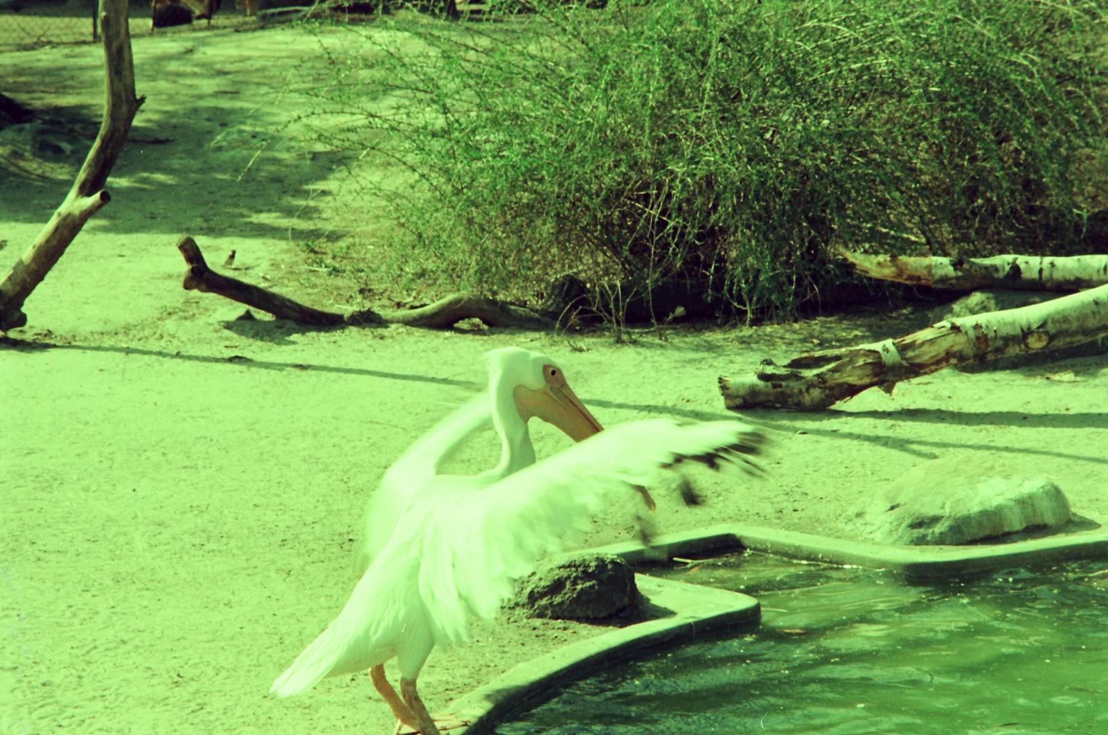 Lisbon Zoo Circa 1978 - Pelican