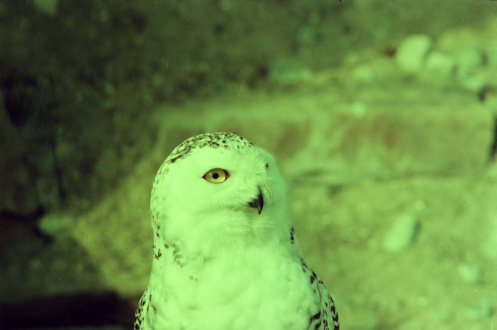 Lisbon Zoo Circa 1978 - Snow Owl