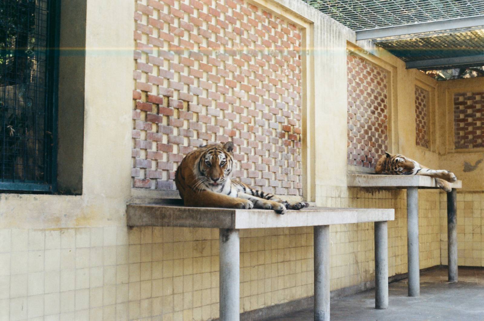 Lisbon Zoo Circa 1978 - Tigers