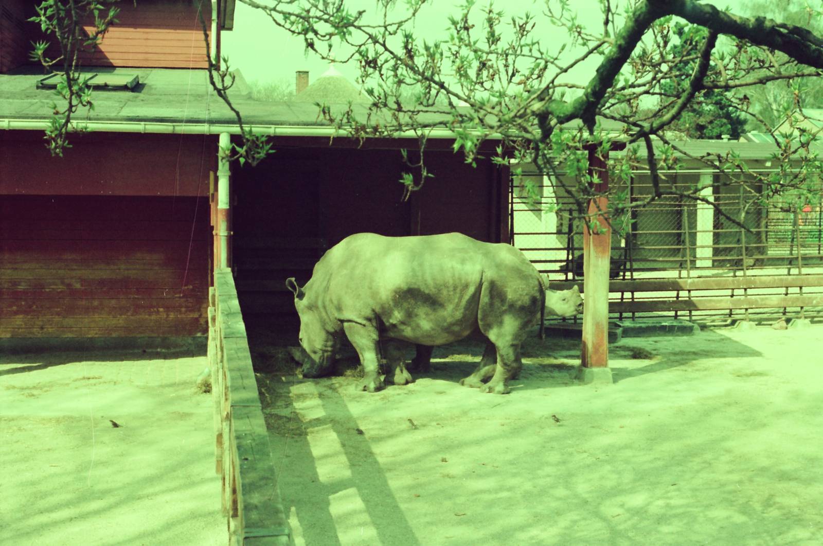 Lisbon Zoo Circa 1978 - White Rhinoceros exhibit