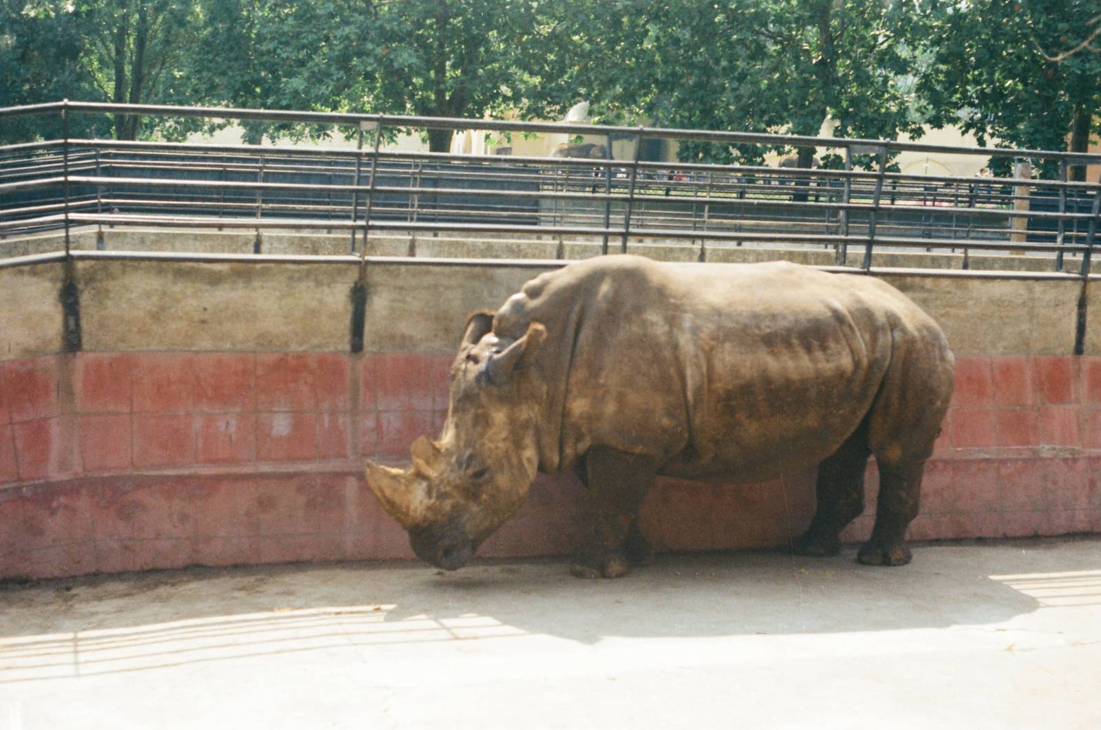 Lisbon Zoo Circa 1978 - White Rhinoceros