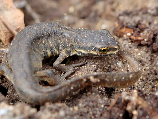 Lissotriton vulgaris