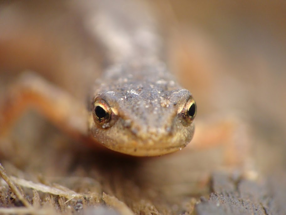 Lissotriton vulgaris