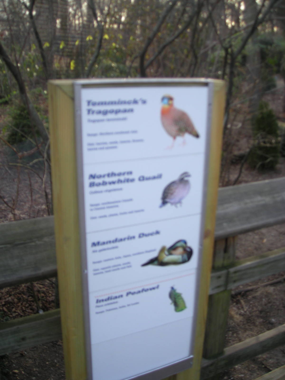 List of Birds in the Aviary