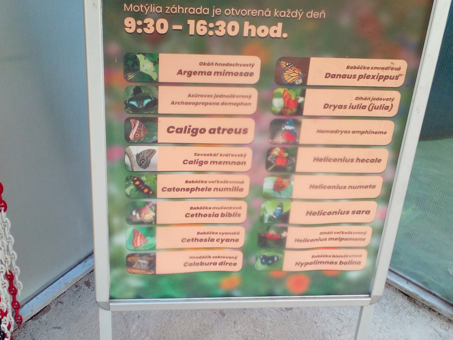 List of butterflies-9/2025