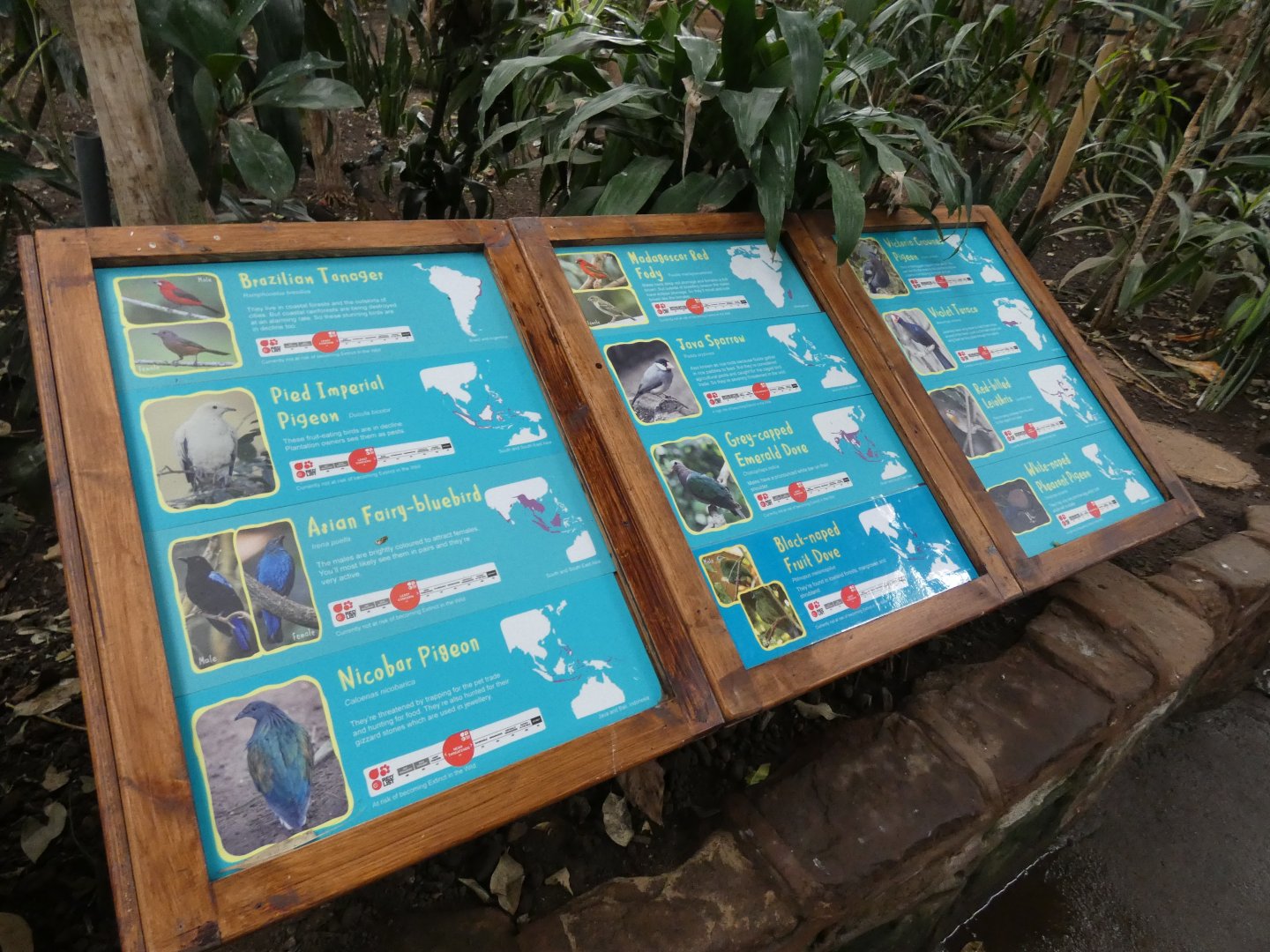 List of free-roaming birds in the Tropical Realm