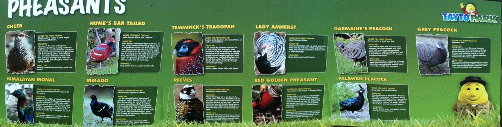 List of Pheasant species in Tayto park