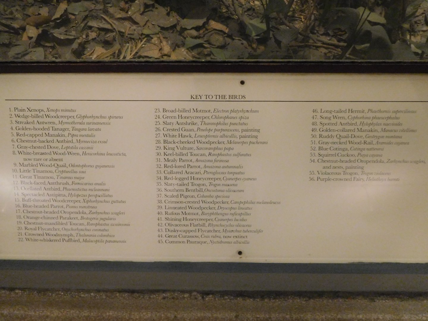 List of the species in the Panamanian diorama