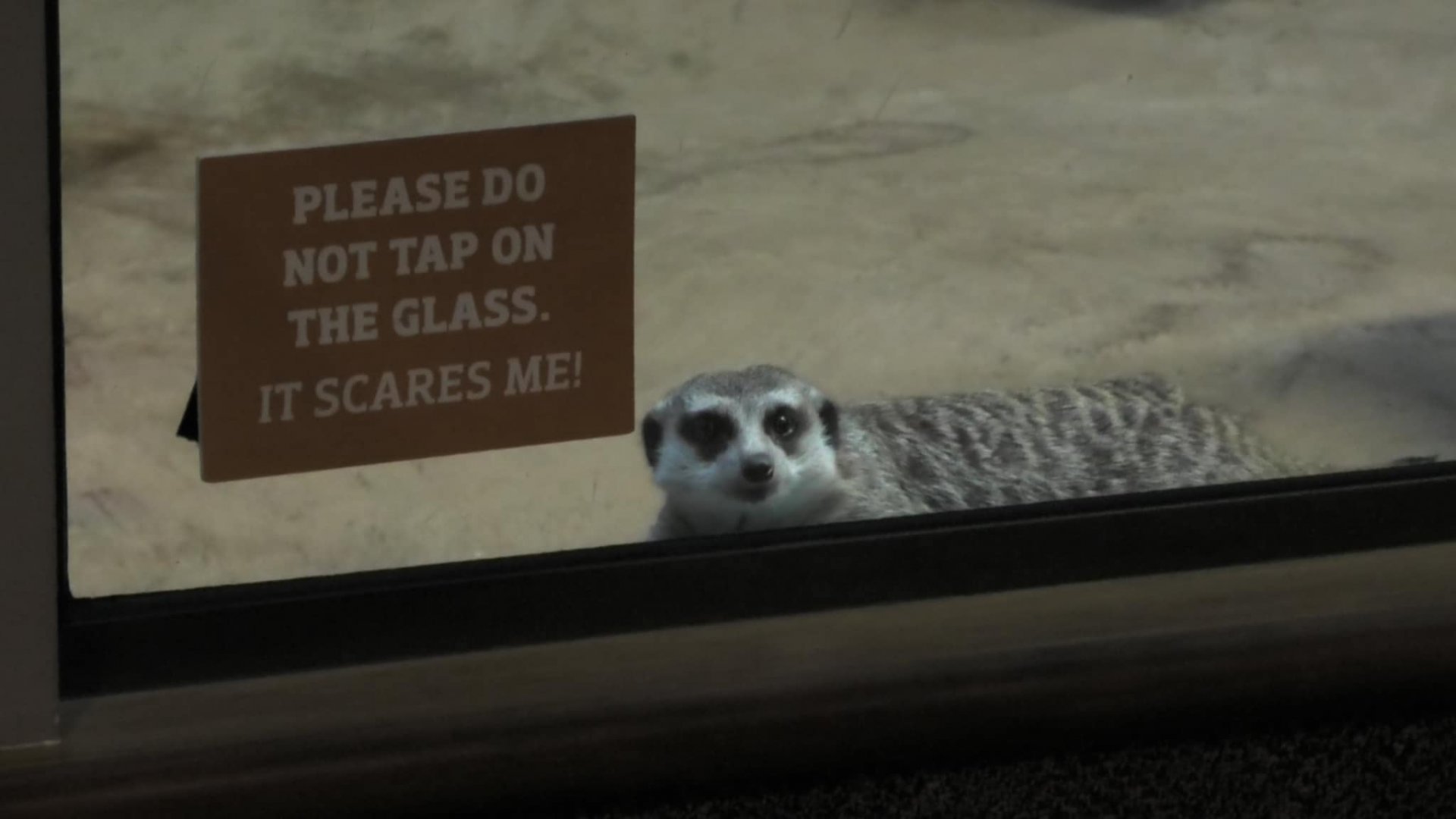 Listen to the sign don't tap on the glass