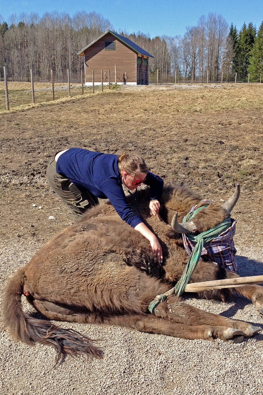 Listening to the heartbeat of a young bull