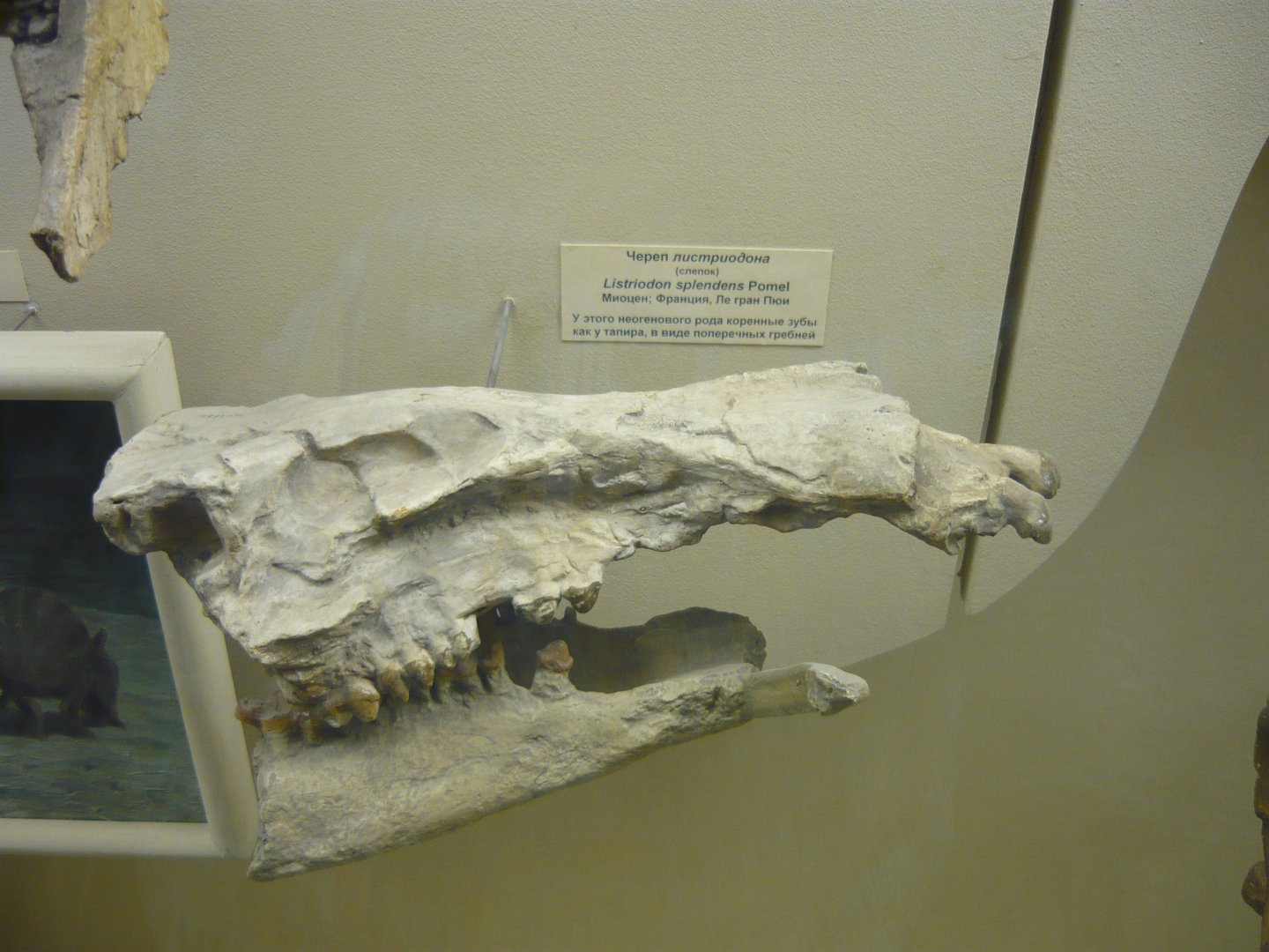 Listriodon splendens skull (cast)
