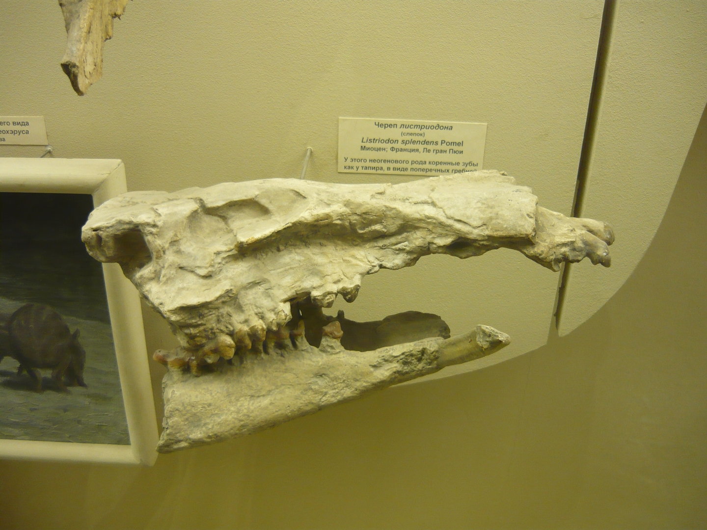 Listriodon splendens skull (cast)