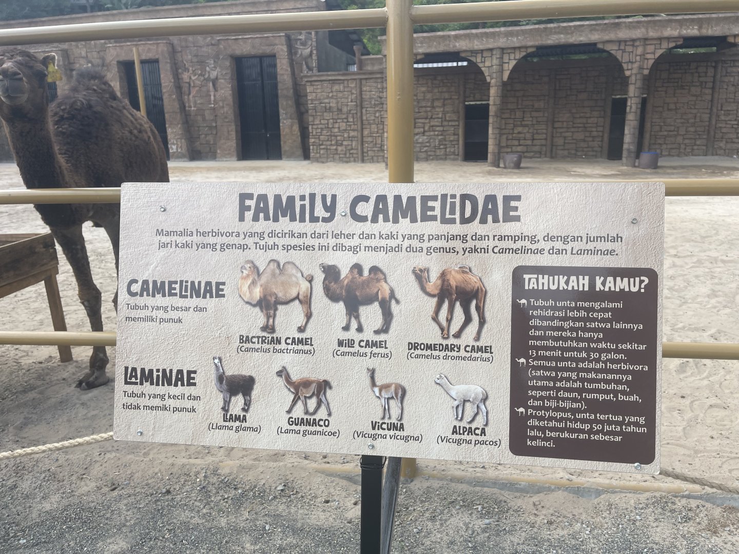 lists of camel species signage (2)