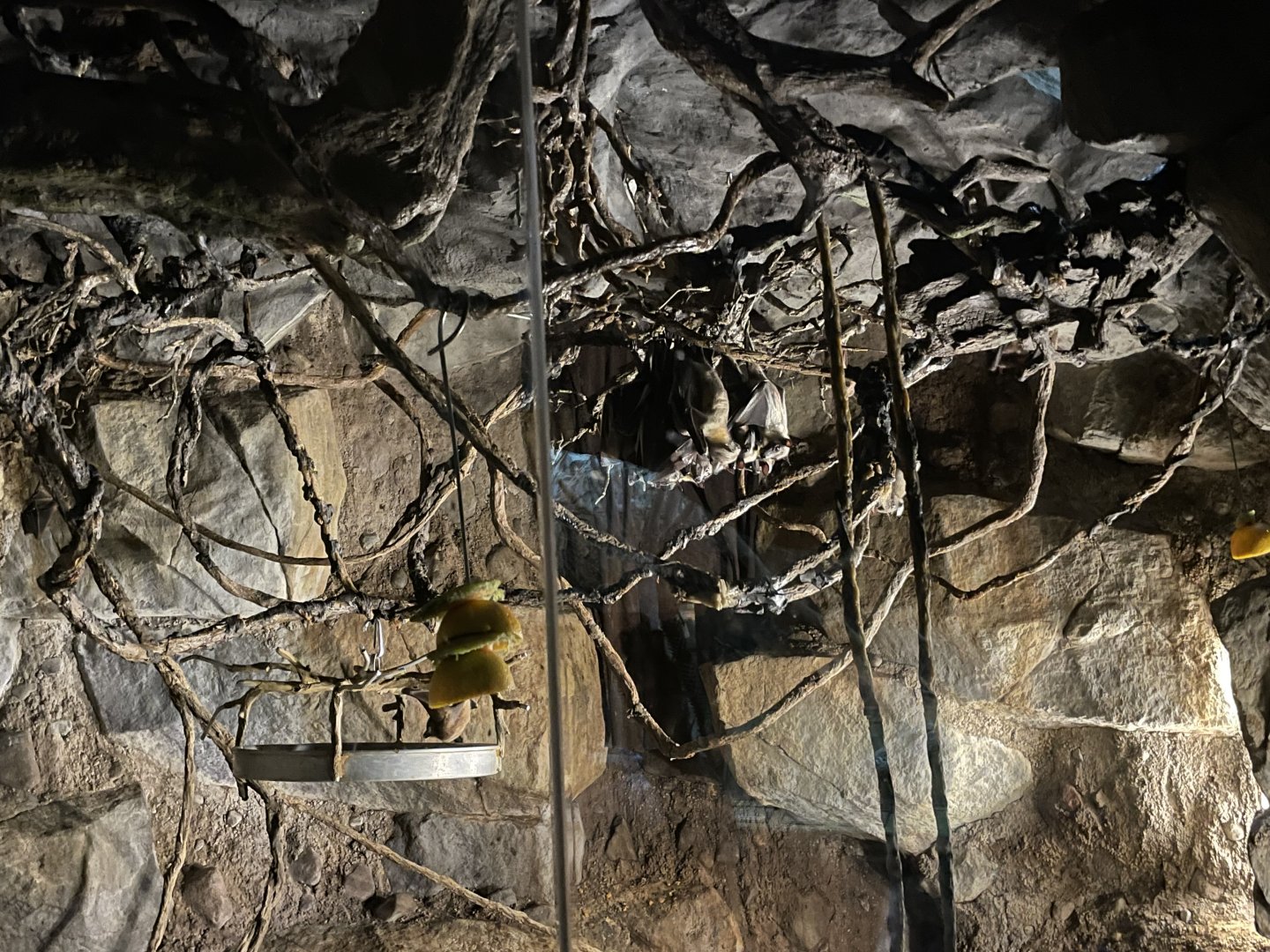 Lit Up African Fruit Bat Exhibit