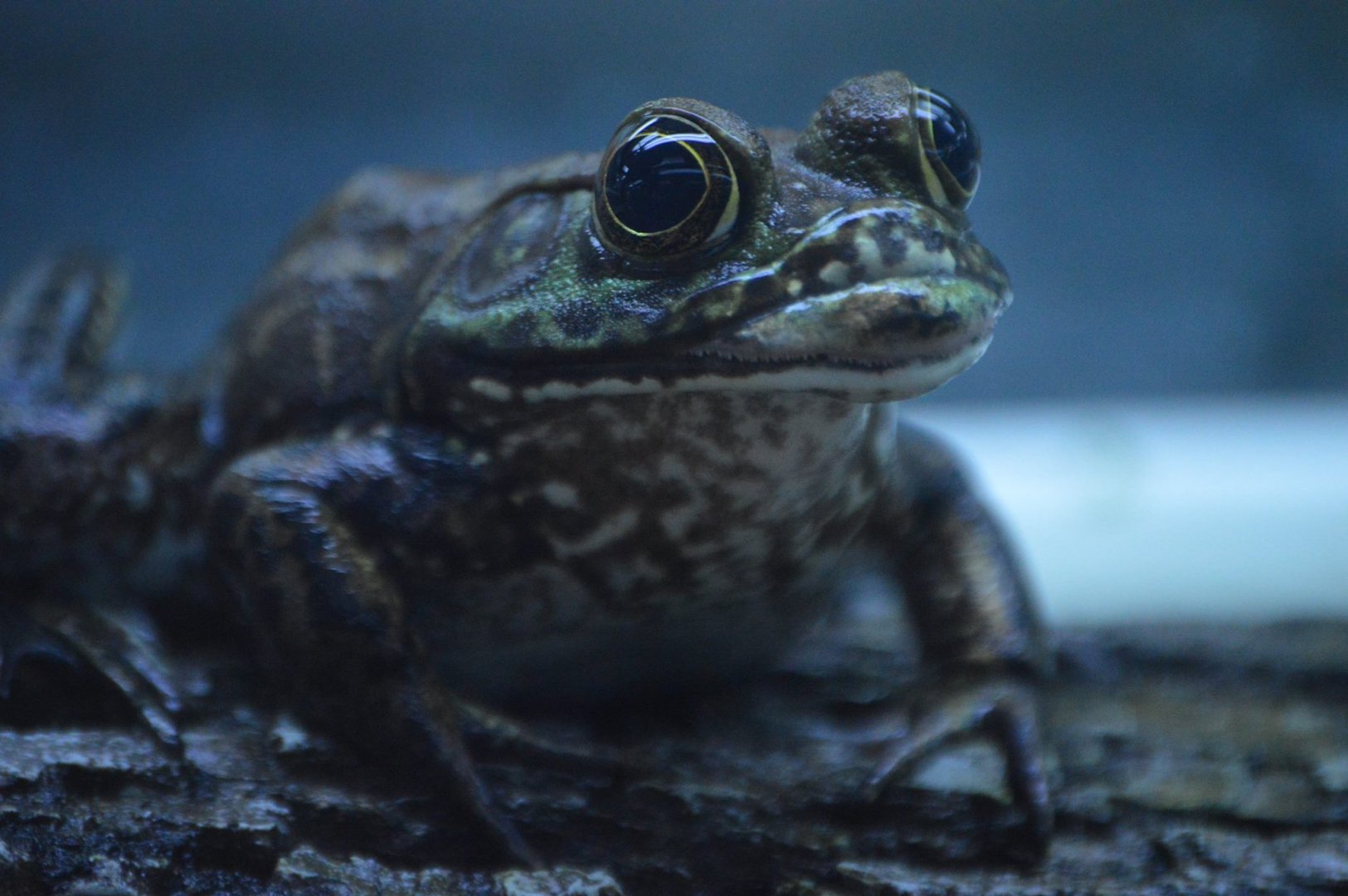 Lithobates clamitans melanota