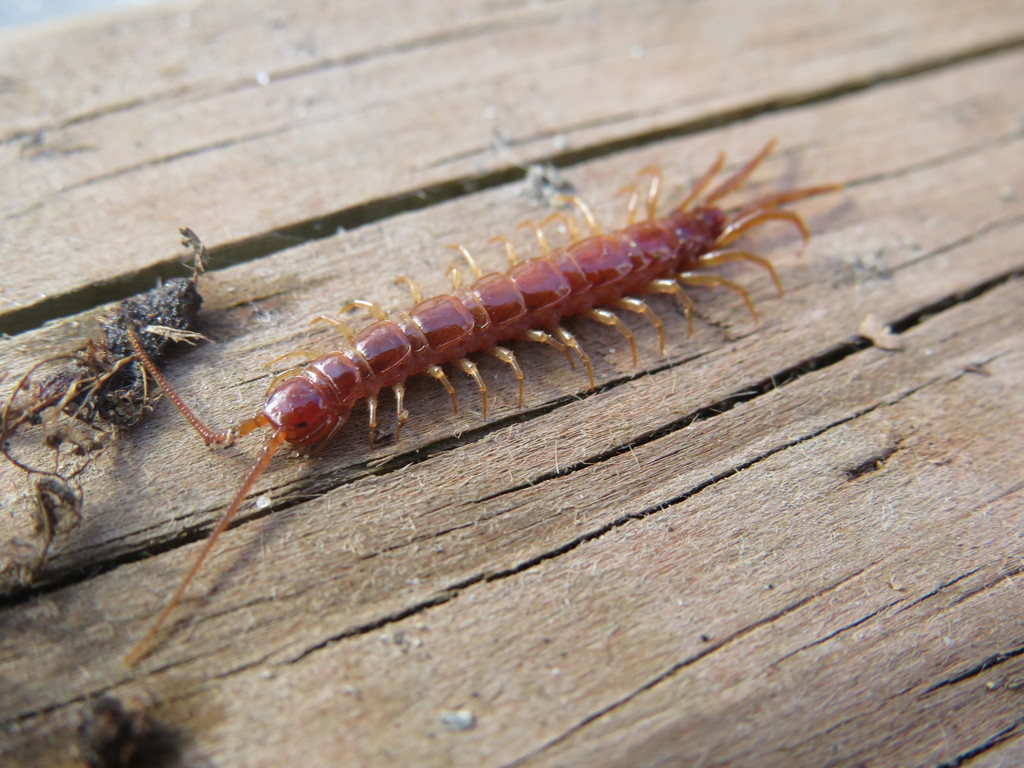 Lithobius forficatus