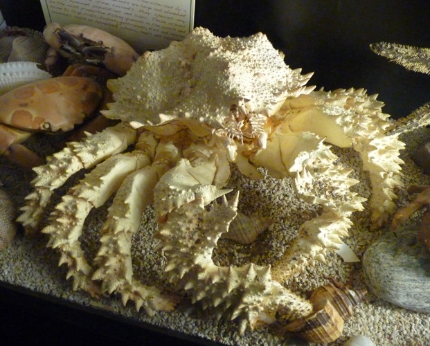 Lithodid crab for ID????