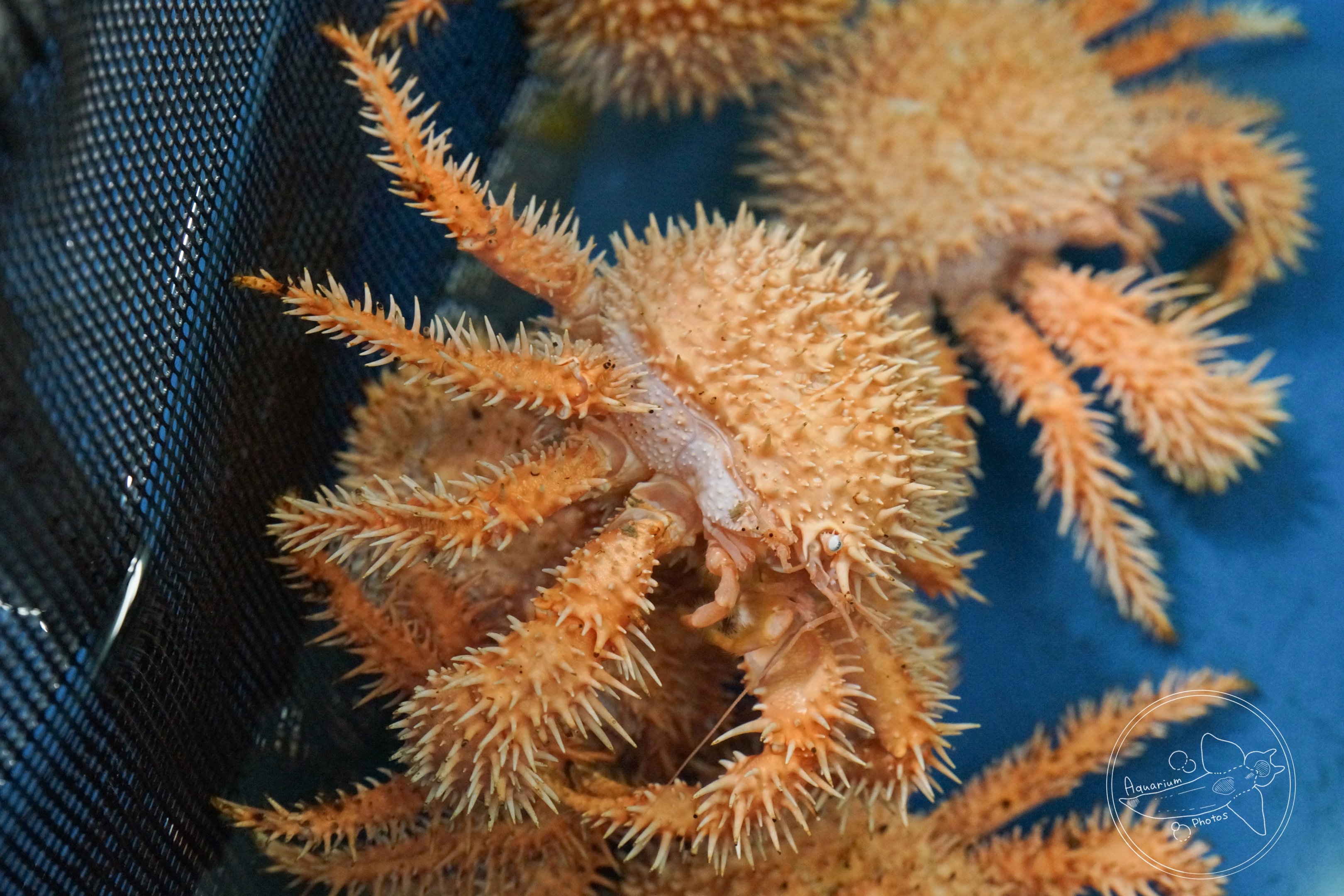 Lithodid Crab (Paralomis hystrix)