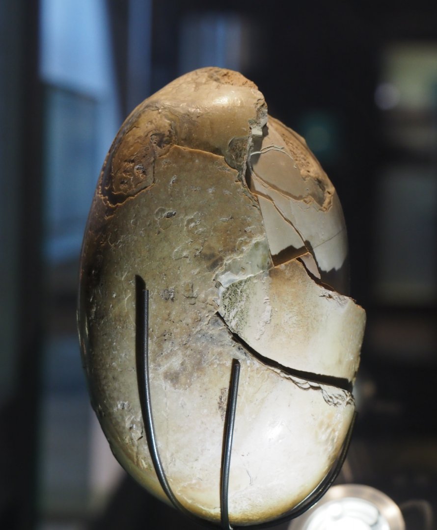 Lithofellic bezoar from vertebrate GI tract, 2019-12-03