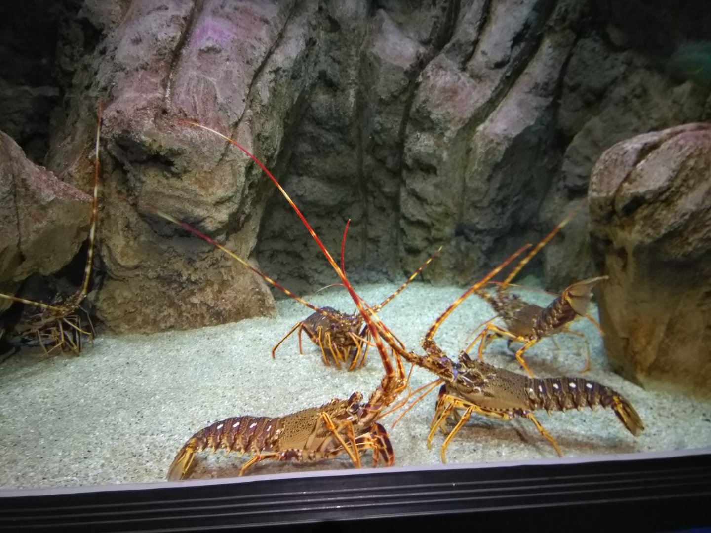 Lithuanian sea museum and Dolphinarium