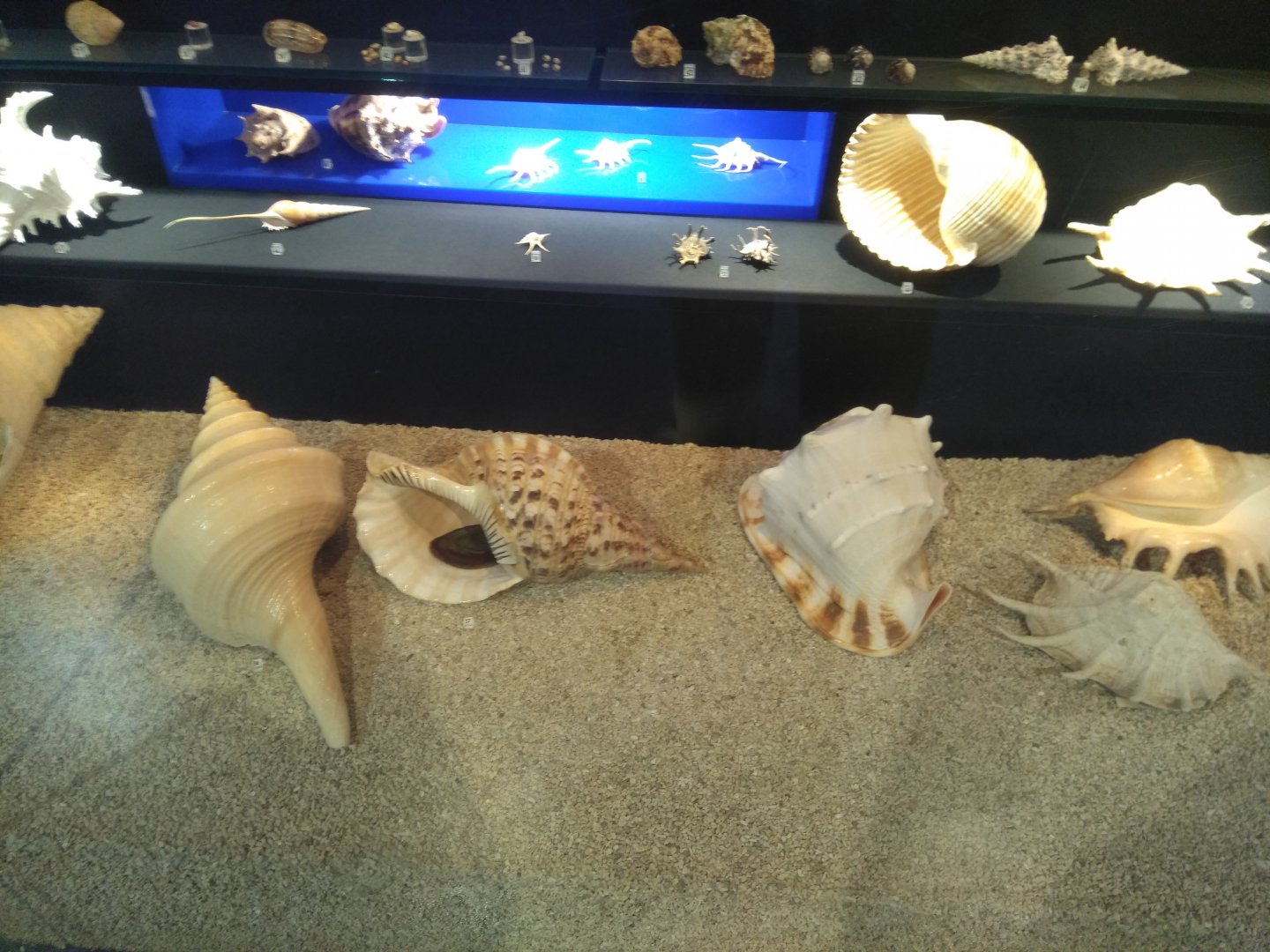 Lithuanian sea museum and Dolphinarium