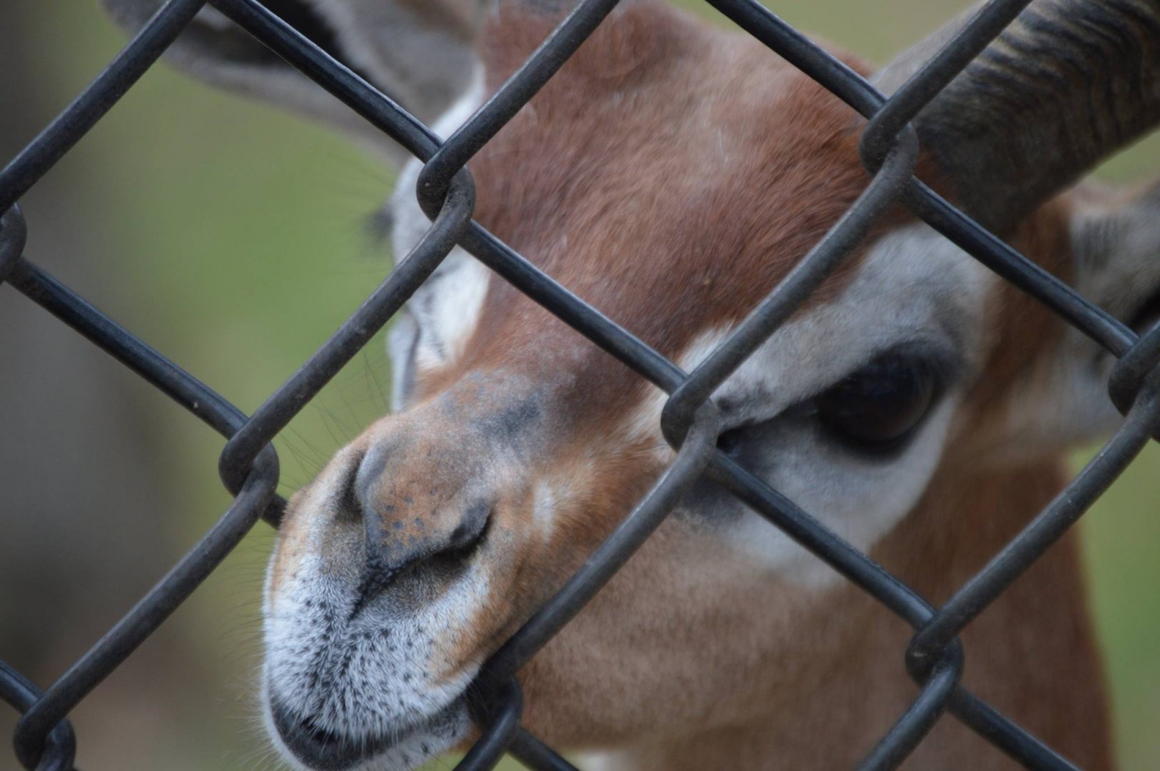 Litocranius walleri walleri actively trying to destroy the fence