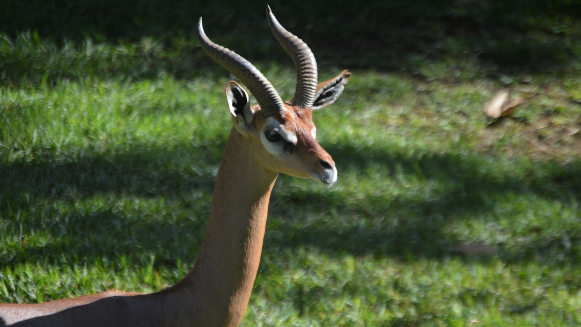 Litocranius walleri walleri