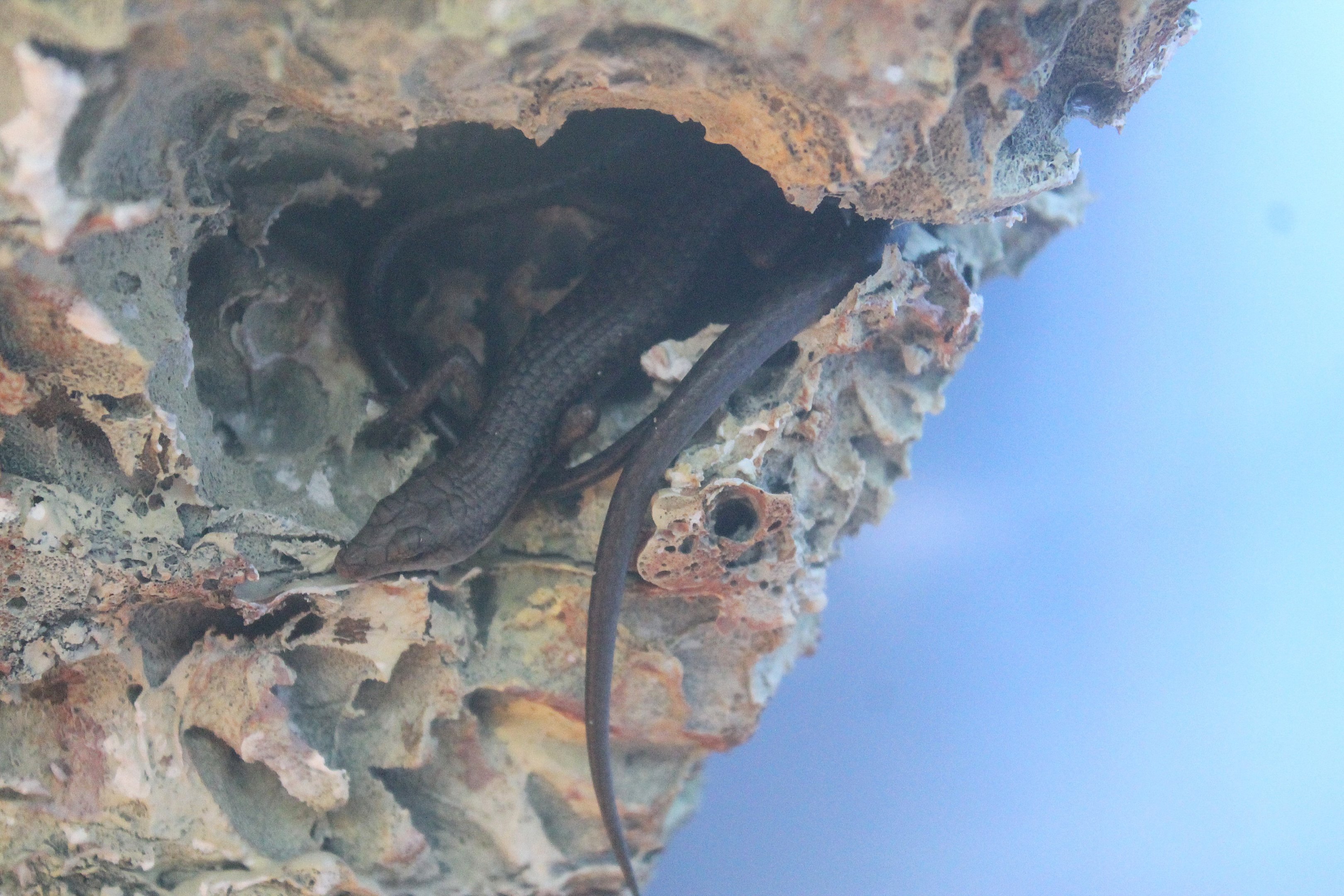 Litoral Whiptail Skink (Emoia atrocostata)