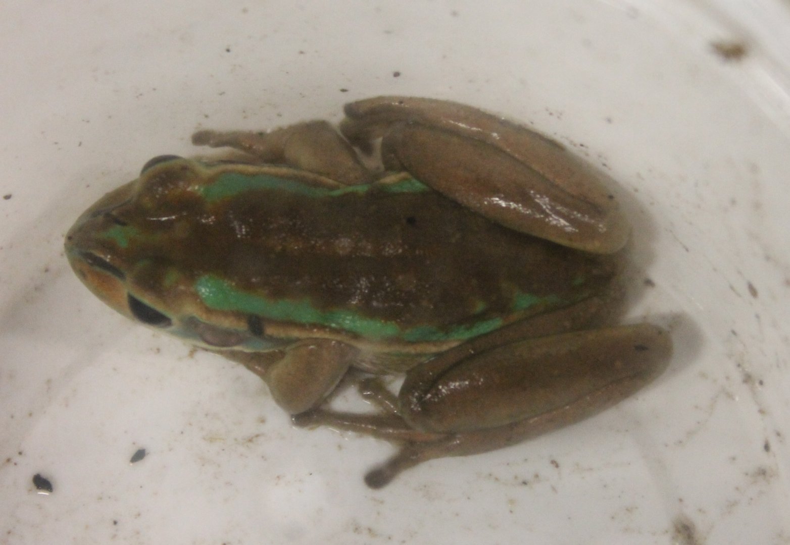 Litoria aurea