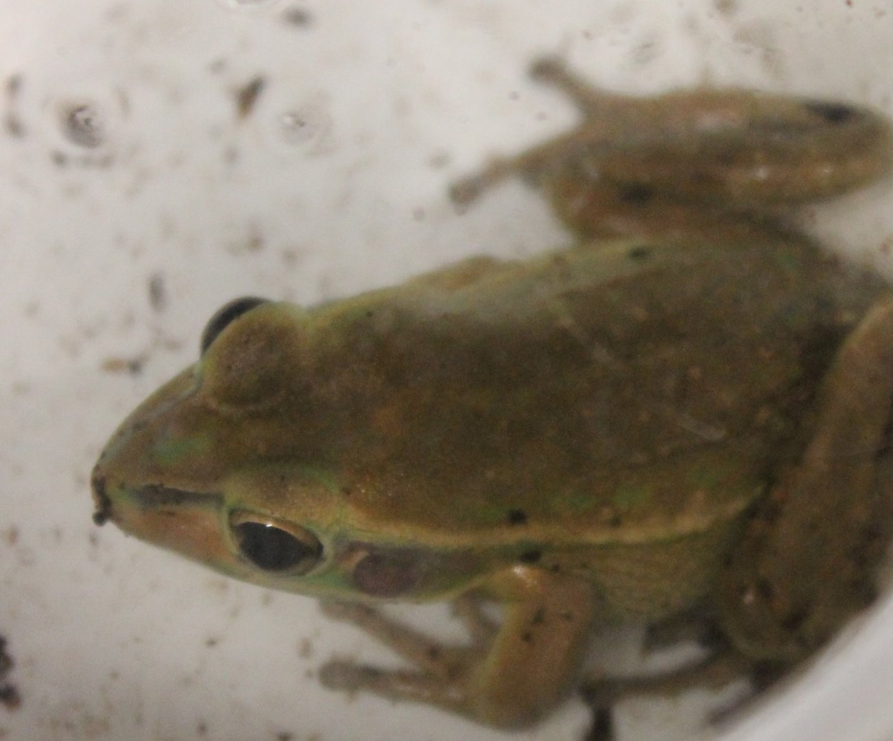 Litoria aurea