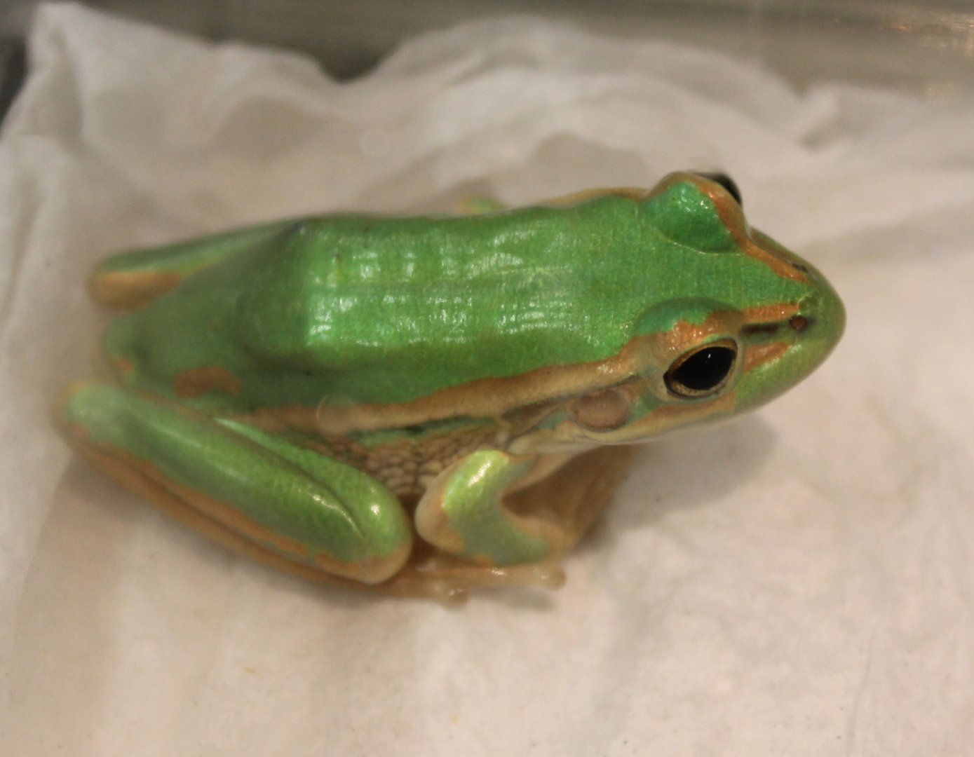 Litoria aurea