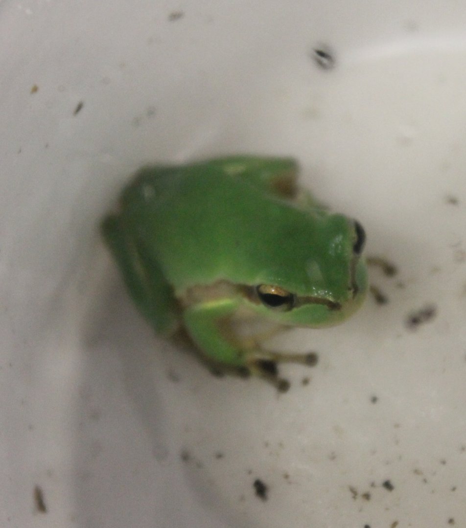 Litoria infrafenata