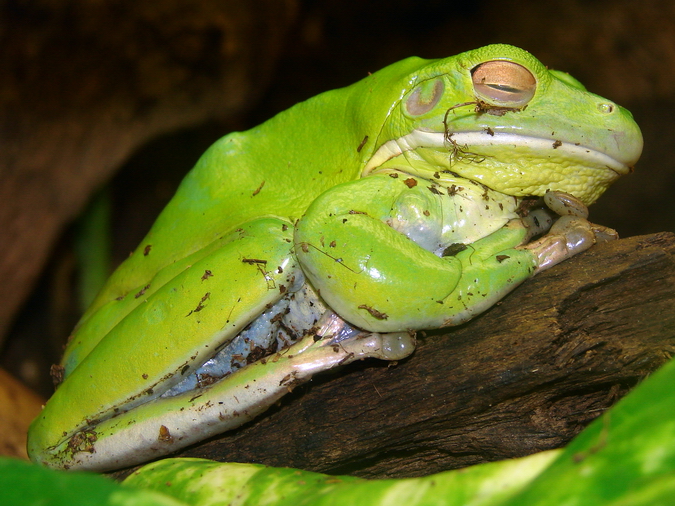 Litoria infrafrenata / New Guinea tree frog