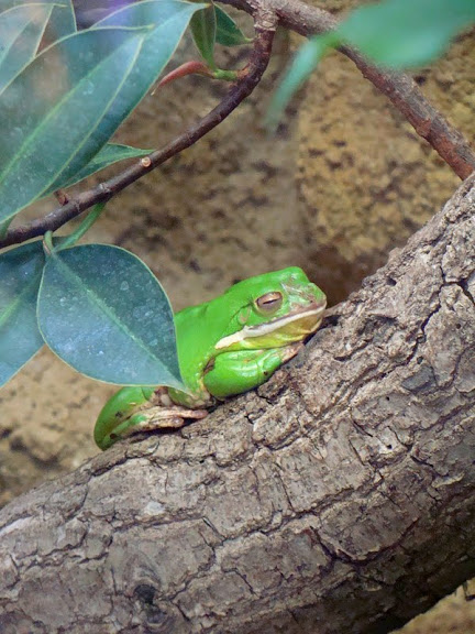 Litoria infrafrenata