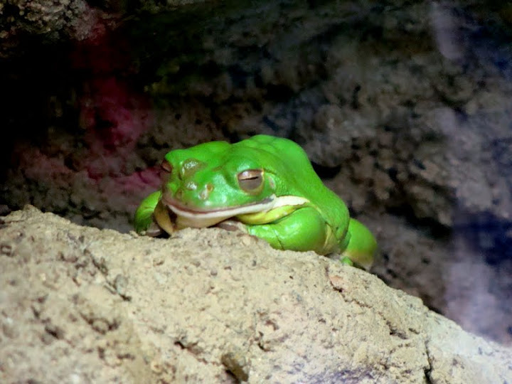 Litoria infrafrenata