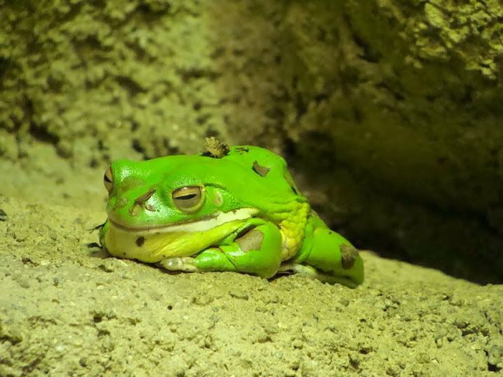Litoria infrafrenata