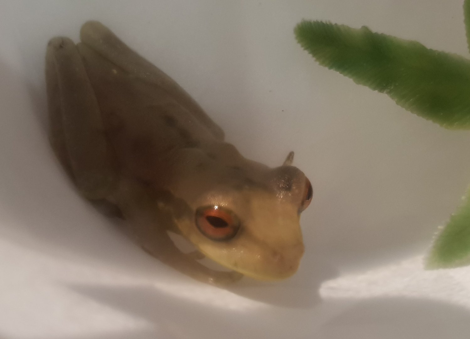 Litoria thesaurensis