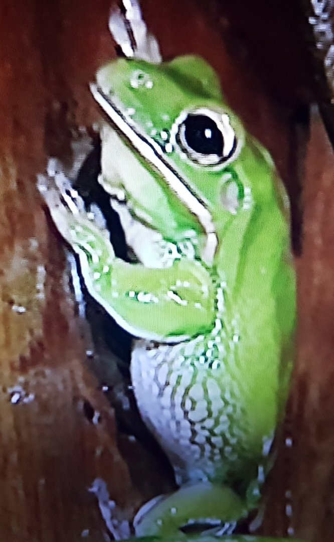 Litoria - treefrog