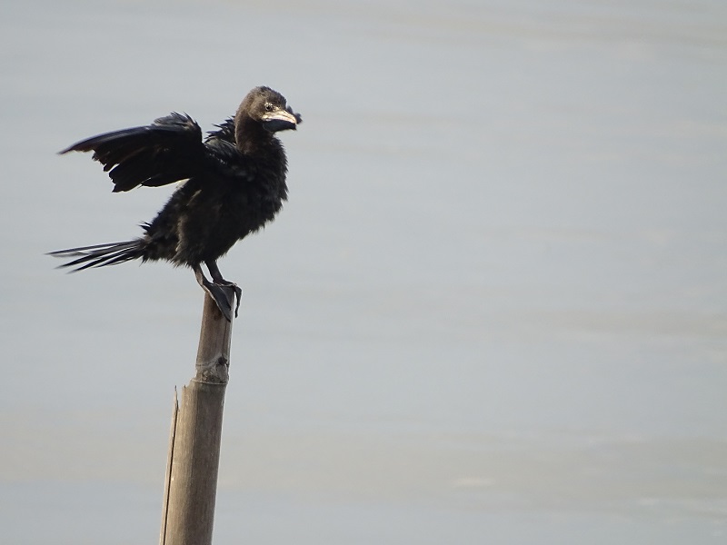 Litte cormorant (Microcarbo niger)