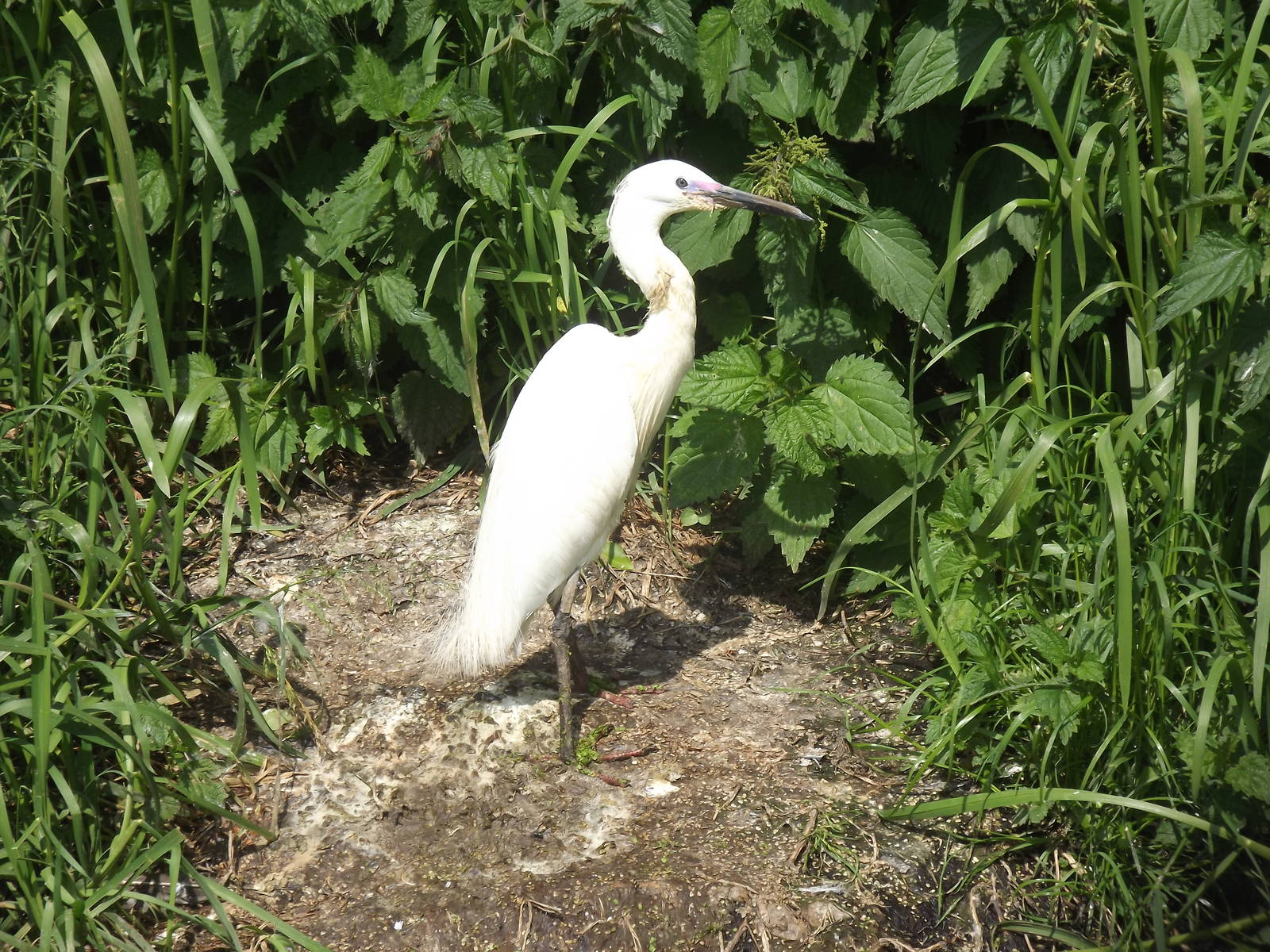 litte egret