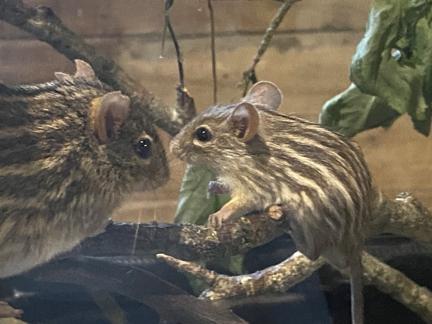 Little Africa - Barbary striped grass mice 150524